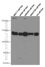 IGF1R beta chain Antibody in Western Blot (WB)