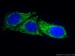 OGDH Antibody in Immunocytochemistry (ICC/IF)