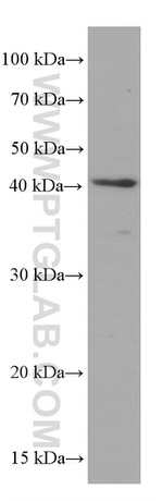 LDHA Antibody in Western Blot (WB)