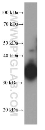 IL-12B Antibody in Western Blot (WB)