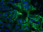 GLUT1 Antibody in Immunohistochemistry (PFA fixed) (IHC (PFA))