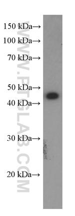 GLUT1 Antibody in Western Blot (WB)