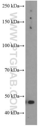 GLUT1 Antibody in Western Blot (WB)