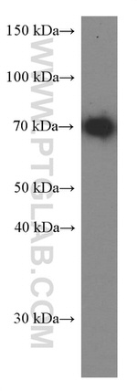 HSPA2 Antibody in Western Blot (WB)