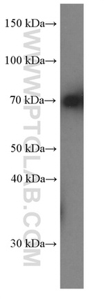 HSPA2 Antibody in Western Blot (WB)