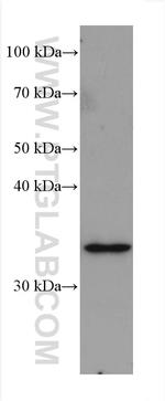 BDNF Antibody in Western Blot (WB)