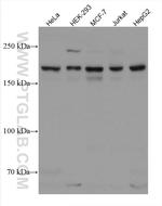 SETDB1 Antibody in Western Blot (WB)