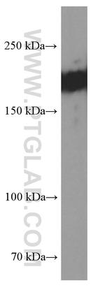 SETDB1 Antibody in Western Blot (WB)