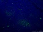 VCAM-1 Antibody in Immunohistochemistry (PFA fixed) (IHC (PFA))