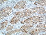 VCAM-1 Antibody in Immunohistochemistry (Paraffin) (IHC (P))