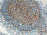 VCAM-1 Antibody in Immunohistochemistry (Paraffin) (IHC (P))