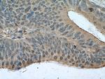 Sestrin2 Antibody in Immunohistochemistry (Paraffin) (IHC (P))