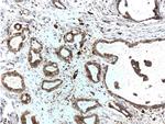 FABP5 Antibody in Immunohistochemistry (Paraffin) (IHC (P))