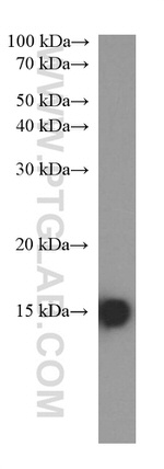 FABP5 Antibody in Western Blot (WB)