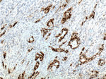 PR Antibody in Immunohistochemistry (Paraffin) (IHC (P))