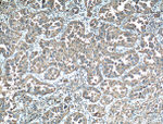 LAMP2 Antibody in Immunohistochemistry (Paraffin) (IHC (P))