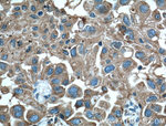 LAMP2 Antibody in Immunohistochemistry (Paraffin) (IHC (P))