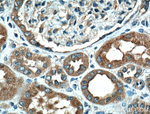 LAMP2 Antibody in Immunohistochemistry (Paraffin) (IHC (P))