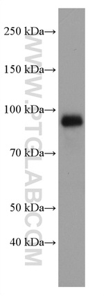 LAMP2 Antibody in Western Blot (WB)