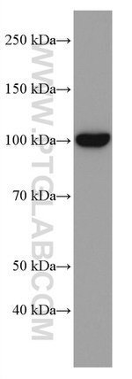 LAMP2 Antibody in Western Blot (WB)