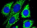 CHCHD2 Antibody in Immunocytochemistry (ICC/IF)