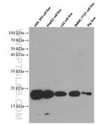 CHCHD2 Antibody in Western Blot (WB)