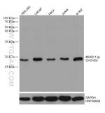 CHCHD2 Antibody in Western Blot (WB)