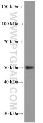 LIPH Antibody in Western Blot (WB)