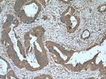 LIPH Antibody in Immunohistochemistry (Paraffin) (IHC (P))