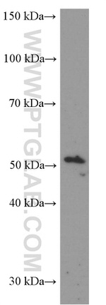 LIPH Antibody in Western Blot (WB)