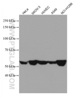 CD47 Antibody in Western Blot (WB)