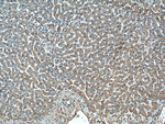 TBL2 Antibody in Immunohistochemistry (Paraffin) (IHC (P))