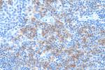 CD27 Antibody in Immunohistochemistry (Paraffin) (IHC (P))