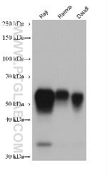 CD27 Antibody in Western Blot (WB)