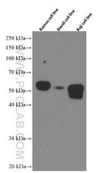 CD27 Antibody in Western Blot (WB)