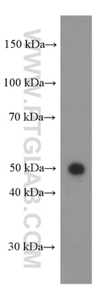 CD27 Antibody in Western Blot (WB)