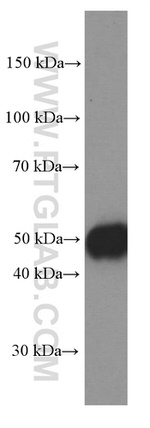 CD27 Antibody in Western Blot (WB)