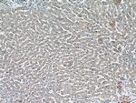 PEX5 Antibody in Immunohistochemistry (Paraffin) (IHC (P))