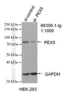 PEX5 Antibody in Western Blot (WB)