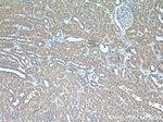 PEX5 Antibody in Immunohistochemistry (Paraffin) (IHC (P))