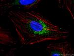 TRAF3 Antibody in Immunocytochemistry (ICC/IF)