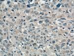 TRAF3 Antibody in Immunohistochemistry (Paraffin) (IHC (P))