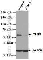 TRAF3 Antibody in Western Blot (WB)