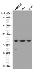 TRAF3 Antibody in Western Blot (WB)