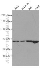 TRAF3 Antibody in Western Blot (WB)