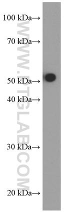 HEXIM1 Antibody in Western Blot (WB)