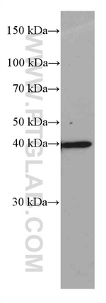 JUN Antibody in Western Blot (WB)