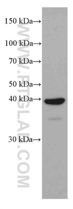 JUN Antibody in Western Blot (WB)