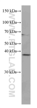 JUN Antibody in Western Blot (WB)