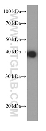 JUN Antibody in Western Blot (WB)